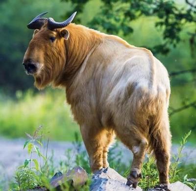 佛坪多方發(fā)力助力全域旅游提檔升級(jí)